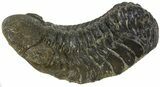Austerops Trilobite Fossil - Rock Removed #55858-2